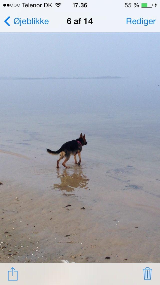 Schæferhund Nanna billede 15