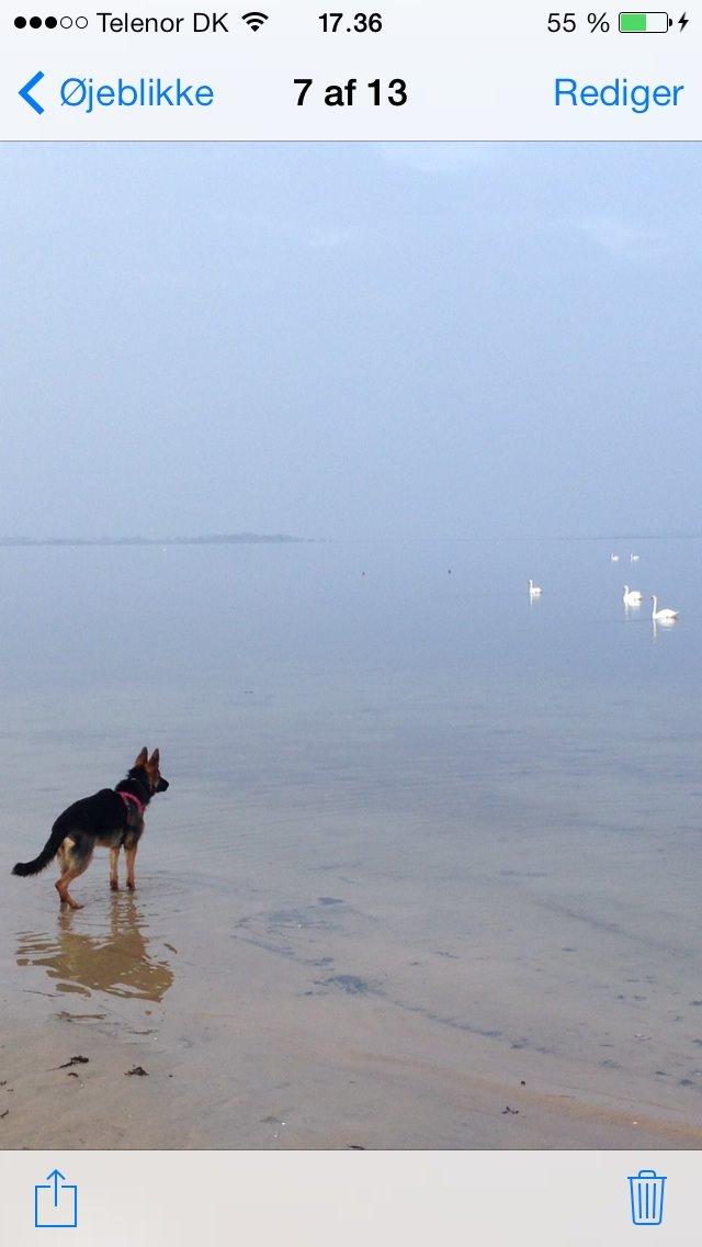 Schæferhund Nanna billede 16