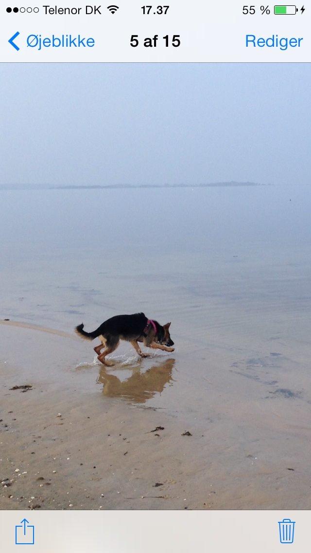 Schæferhund Nanna billede 17