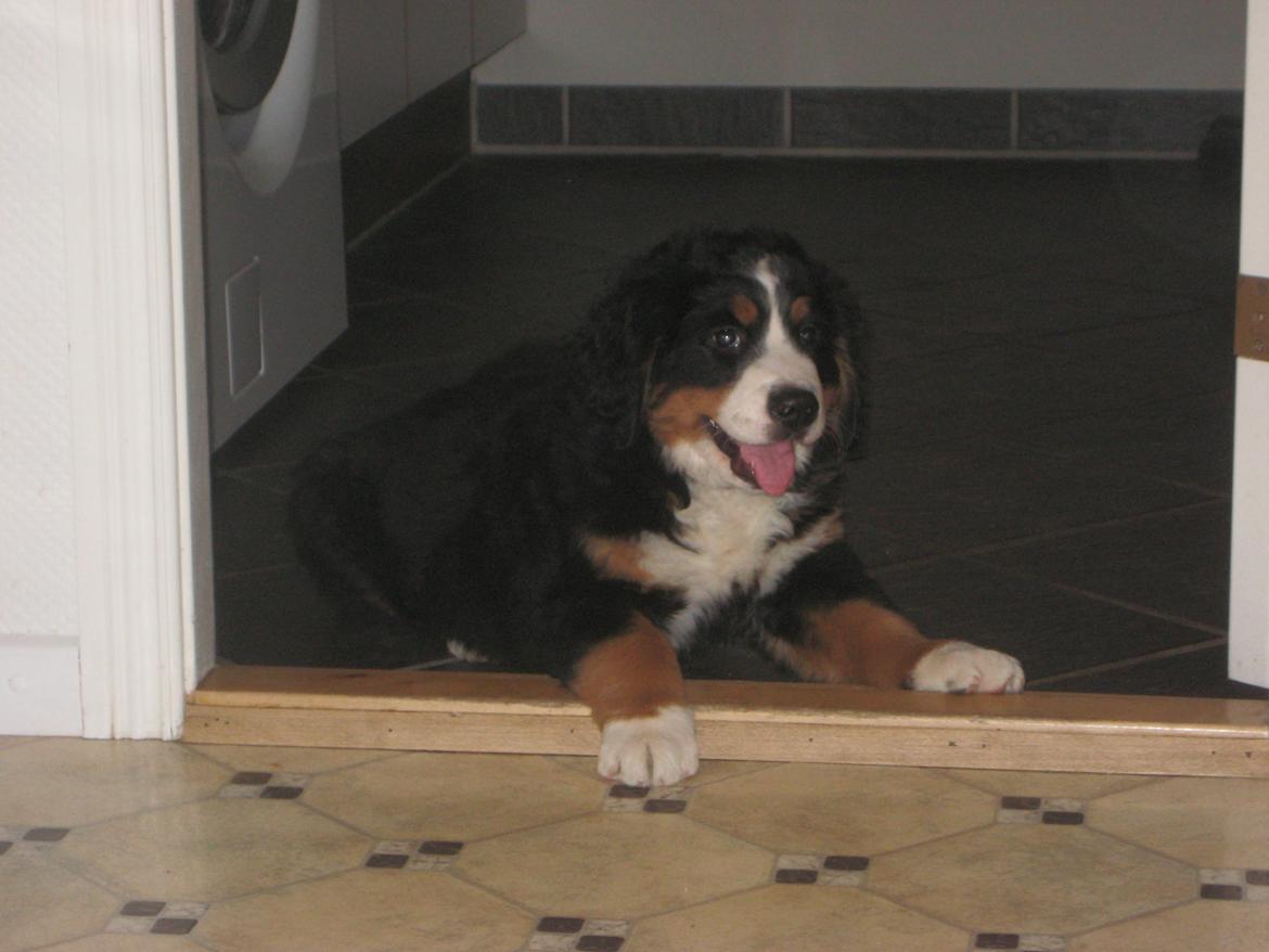 Berner sennenhund Kato - Velkommen til Katos side :) billede 1