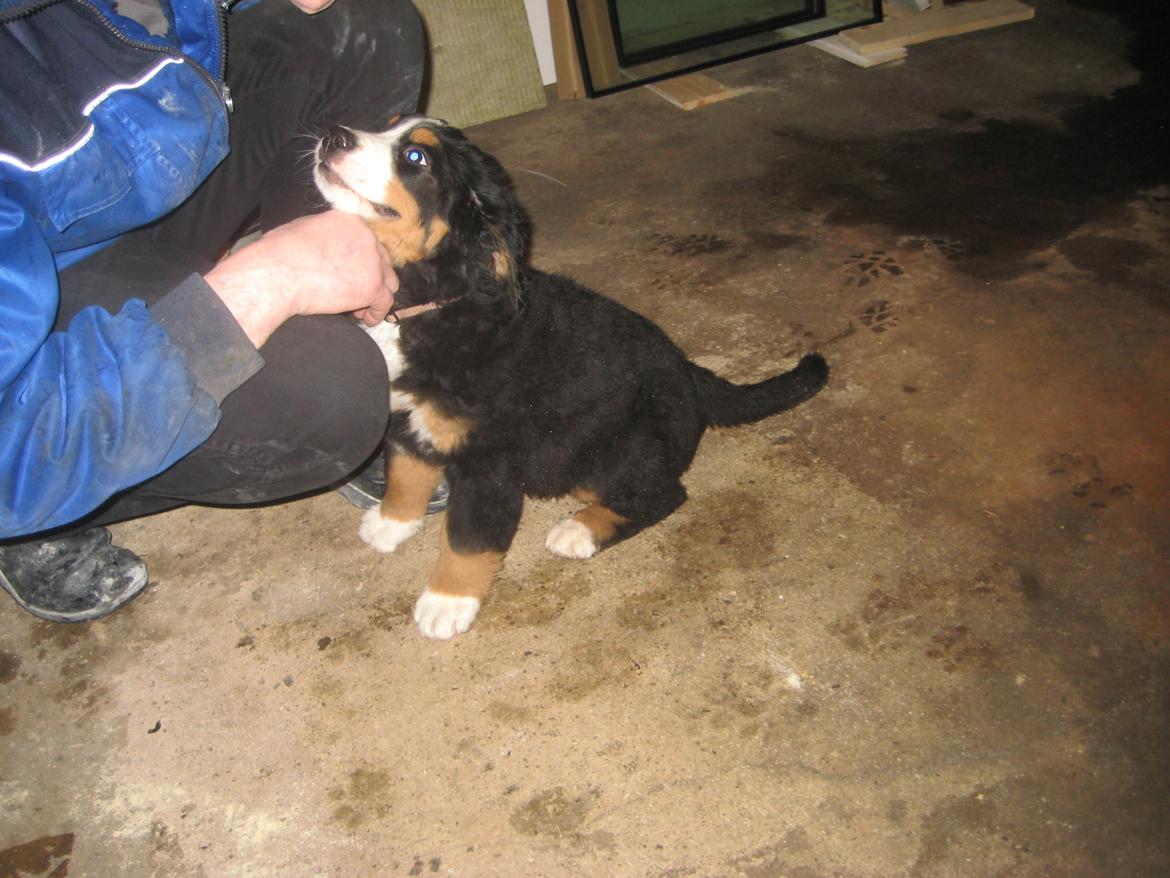 Berner sennenhund Kato - Dejligt at blive kløet af far billede 2