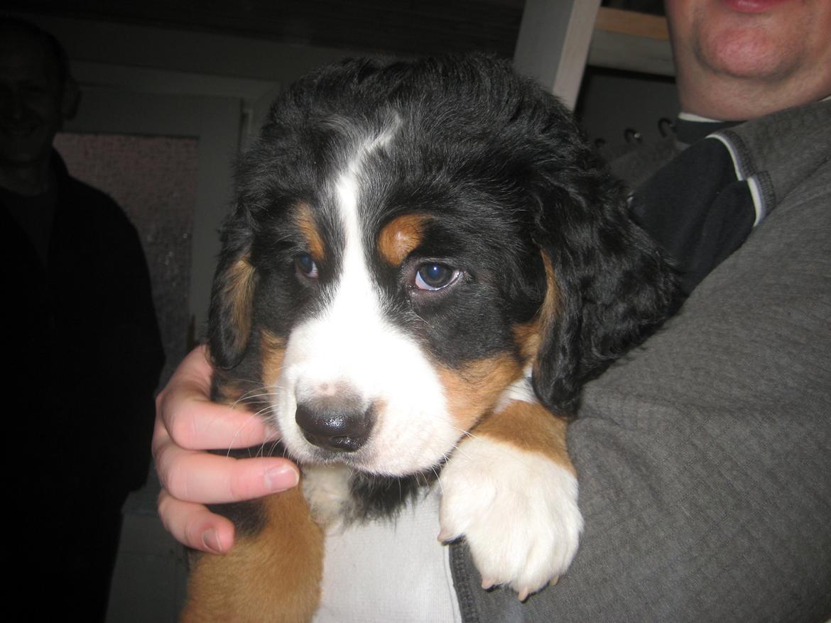 Berner sennenhund Kato - Ligger i armene på min tidliger ejer billede 4