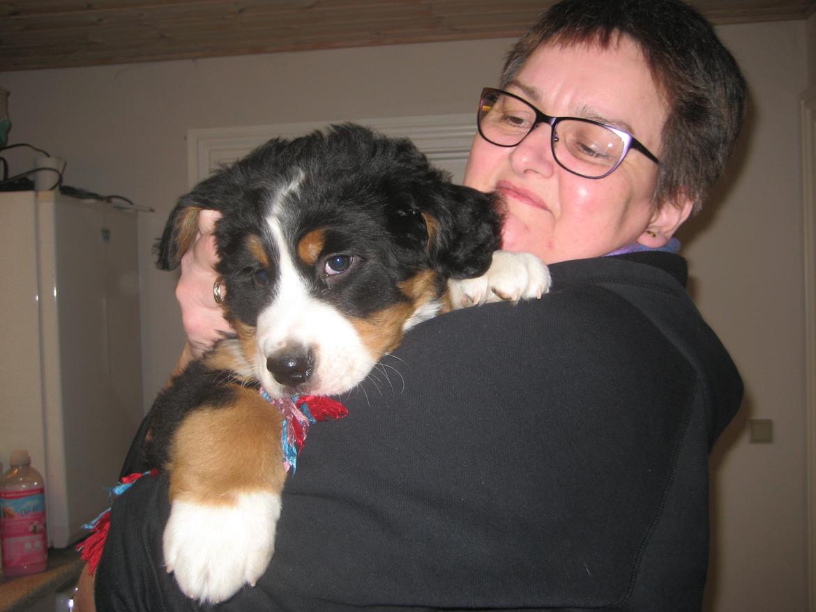 Berner sennenhund Kato - Farvel håber snart vi ses igen :) billede 6