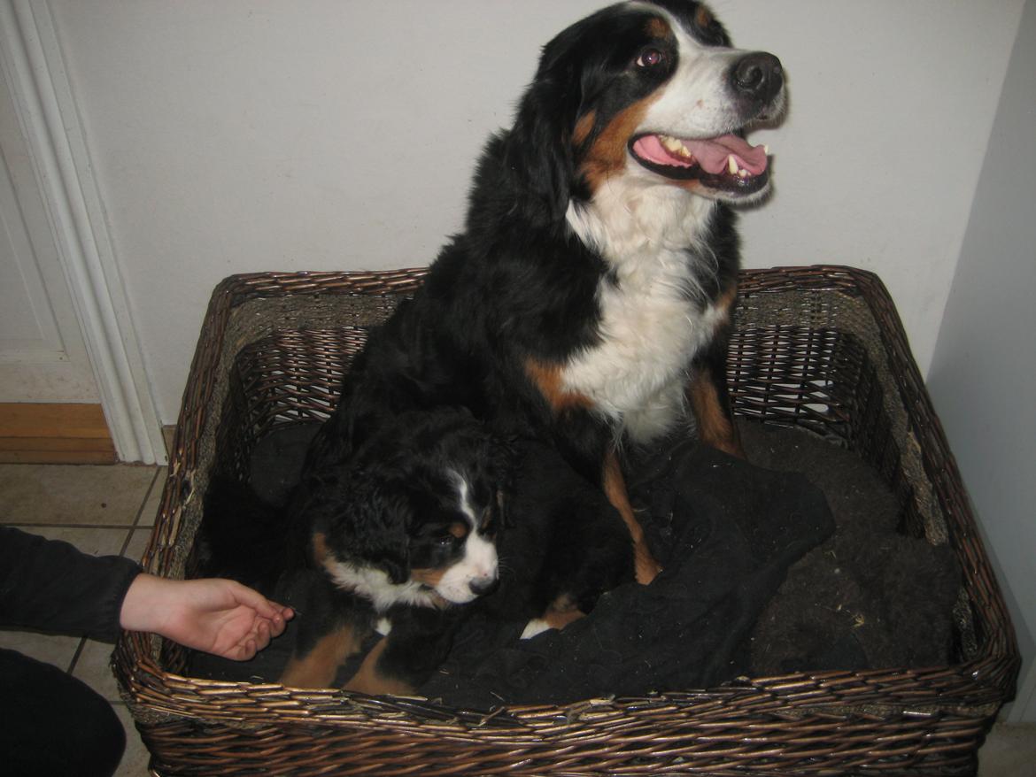 Berner sennenhund Kato - Min mor Arla billede 3