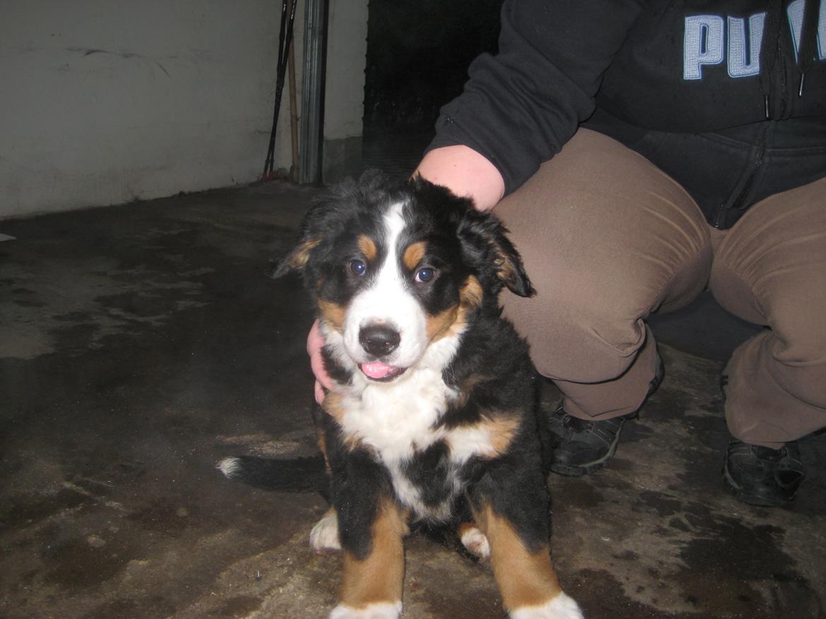 Berner sennenhund Kato billede 5