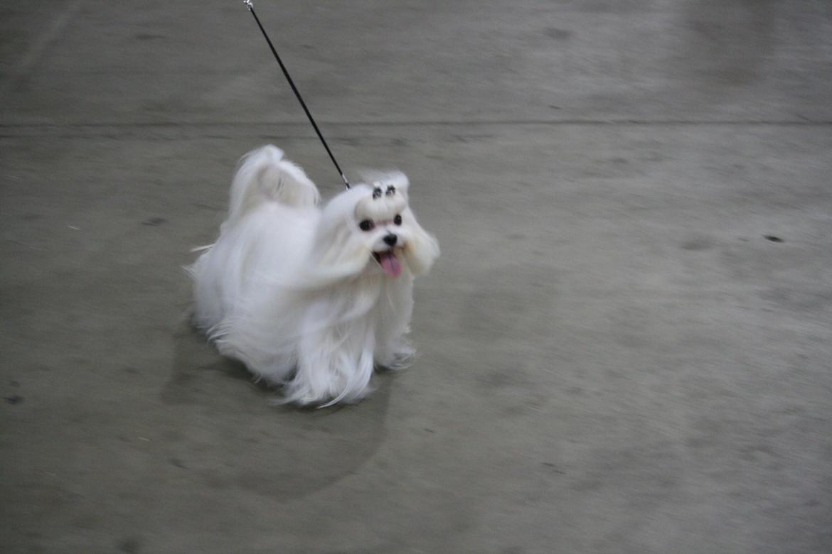 Malteser Denzel billede 2