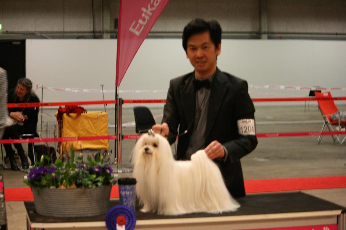 Malteser Denzel billede 5