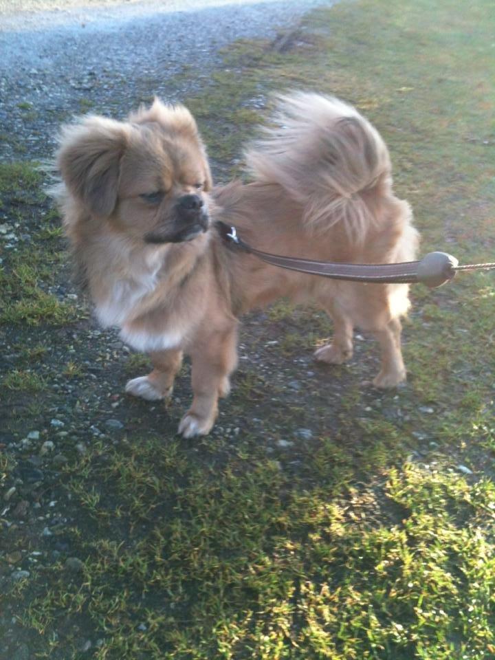 Tibetansk spaniel Albert. billede 21