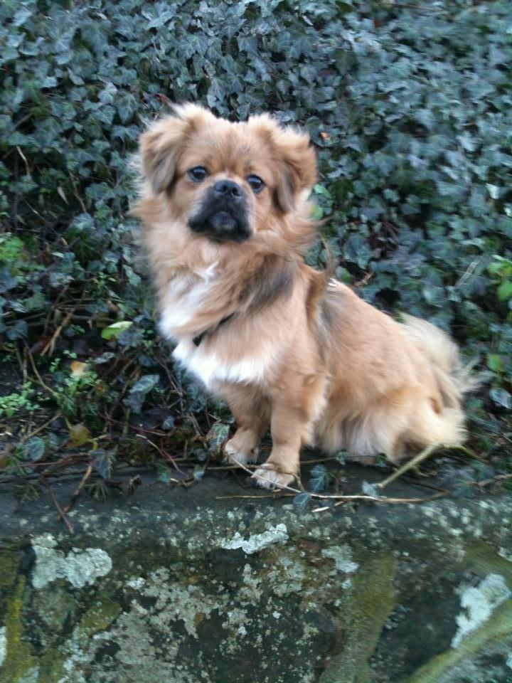 Tibetansk spaniel Albert. billede 1