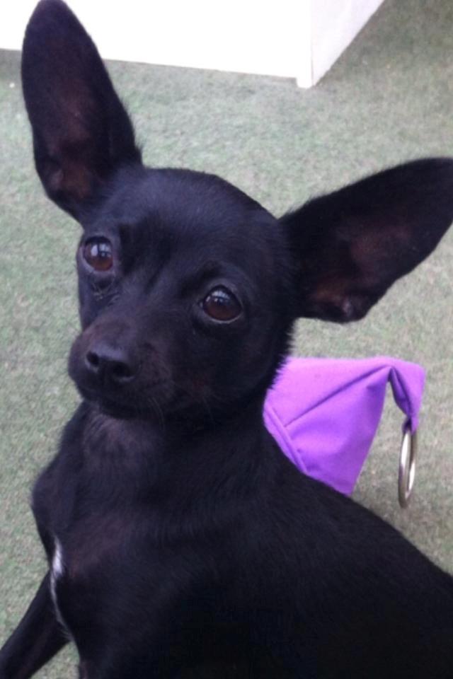 Blanding af racer Molly billede 3