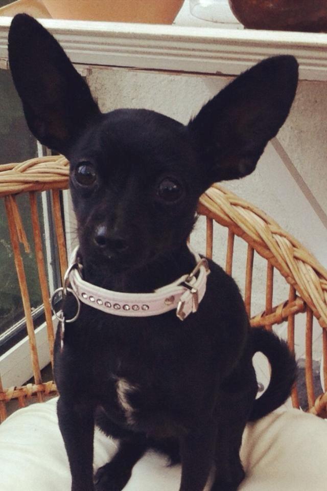 Blanding af racer Molly billede 23