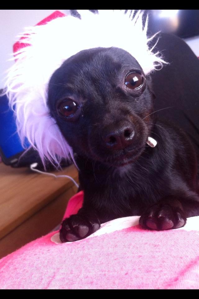 Blanding af racer Molly billede 2