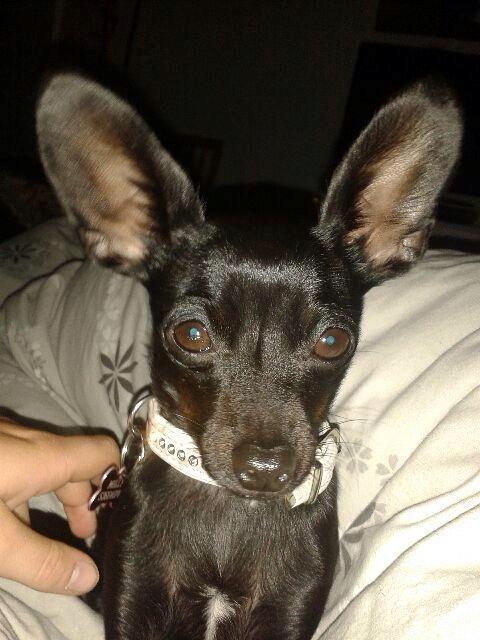 Blanding af racer Molly billede 26