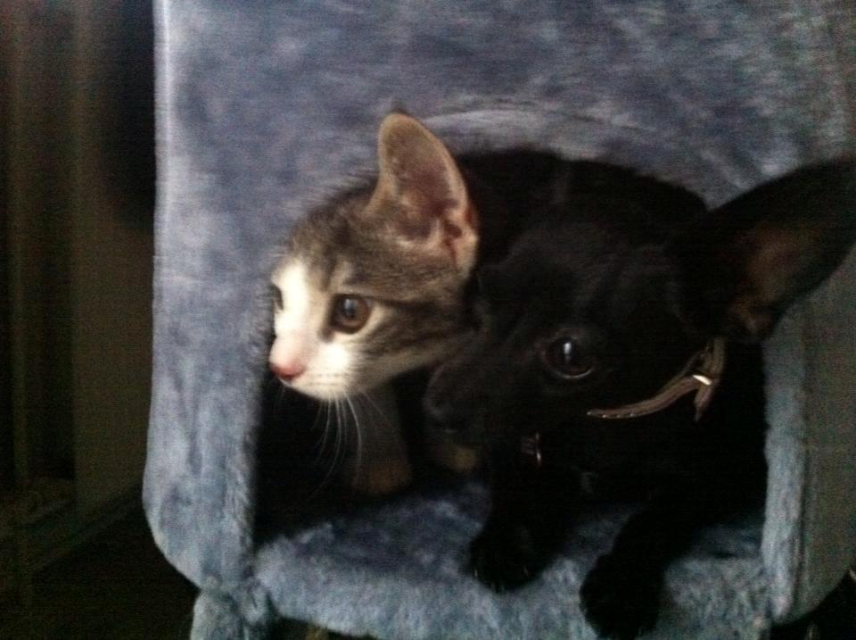 Blanding af racer Molly billede 4