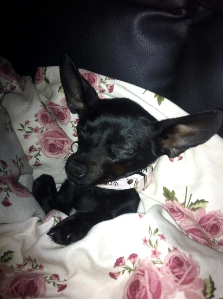 Blanding af racer Molly billede 27