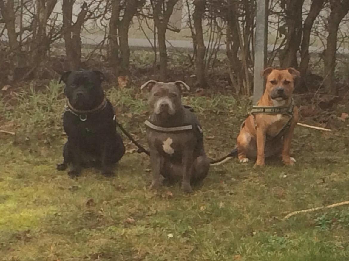 Staffordshire bull terrier Marley billede 21