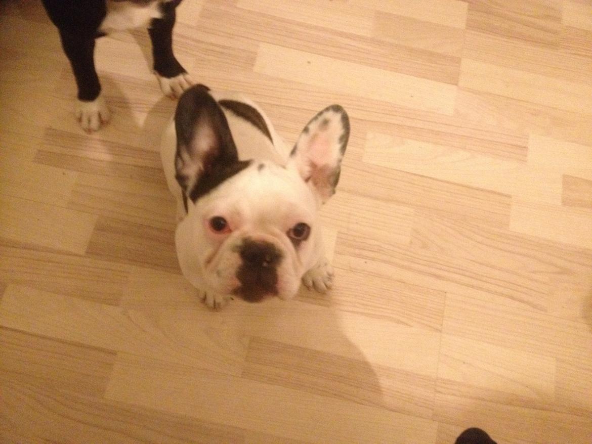 Fransk bulldog Ronja røver'datter billede 2