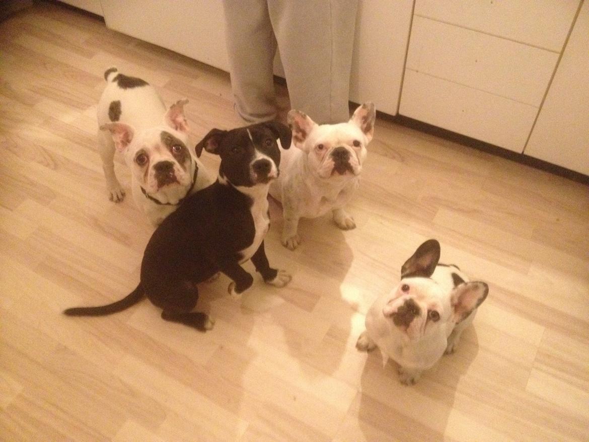 Fransk bulldog Ronja røver'datter billede 4