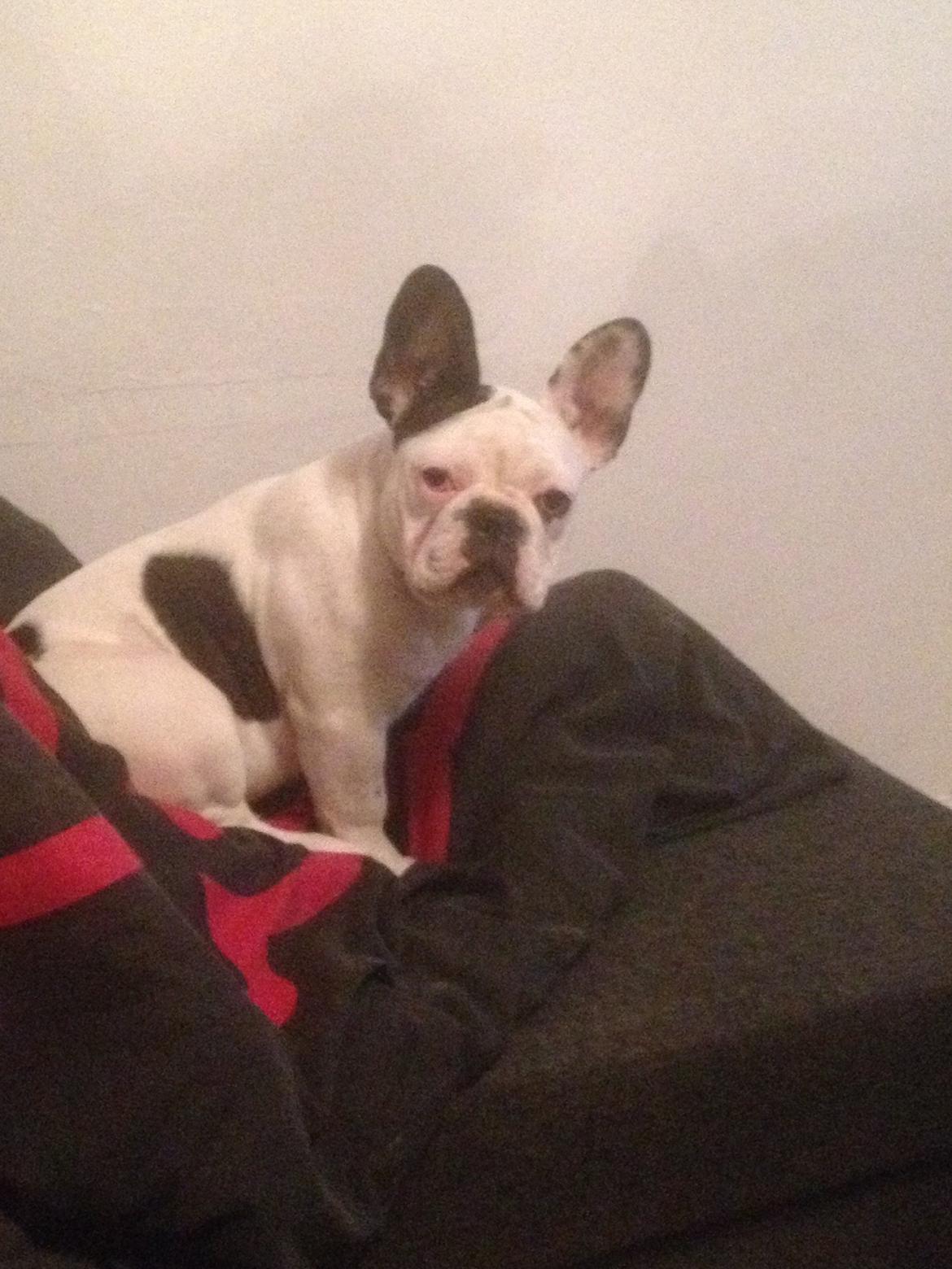 Fransk bulldog Ronja røver'datter billede 5