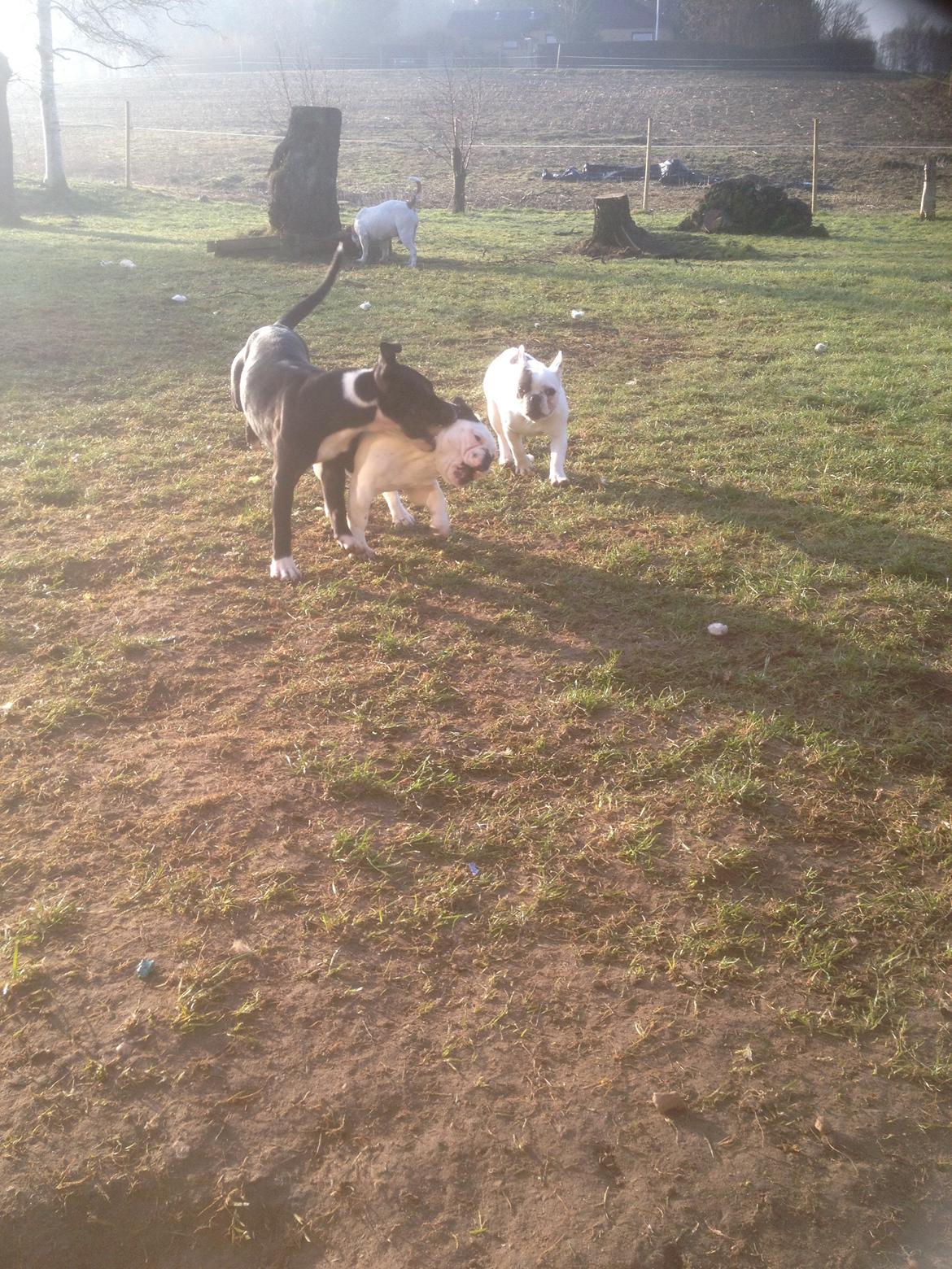 Fransk bulldog Ronja røver'datter billede 6