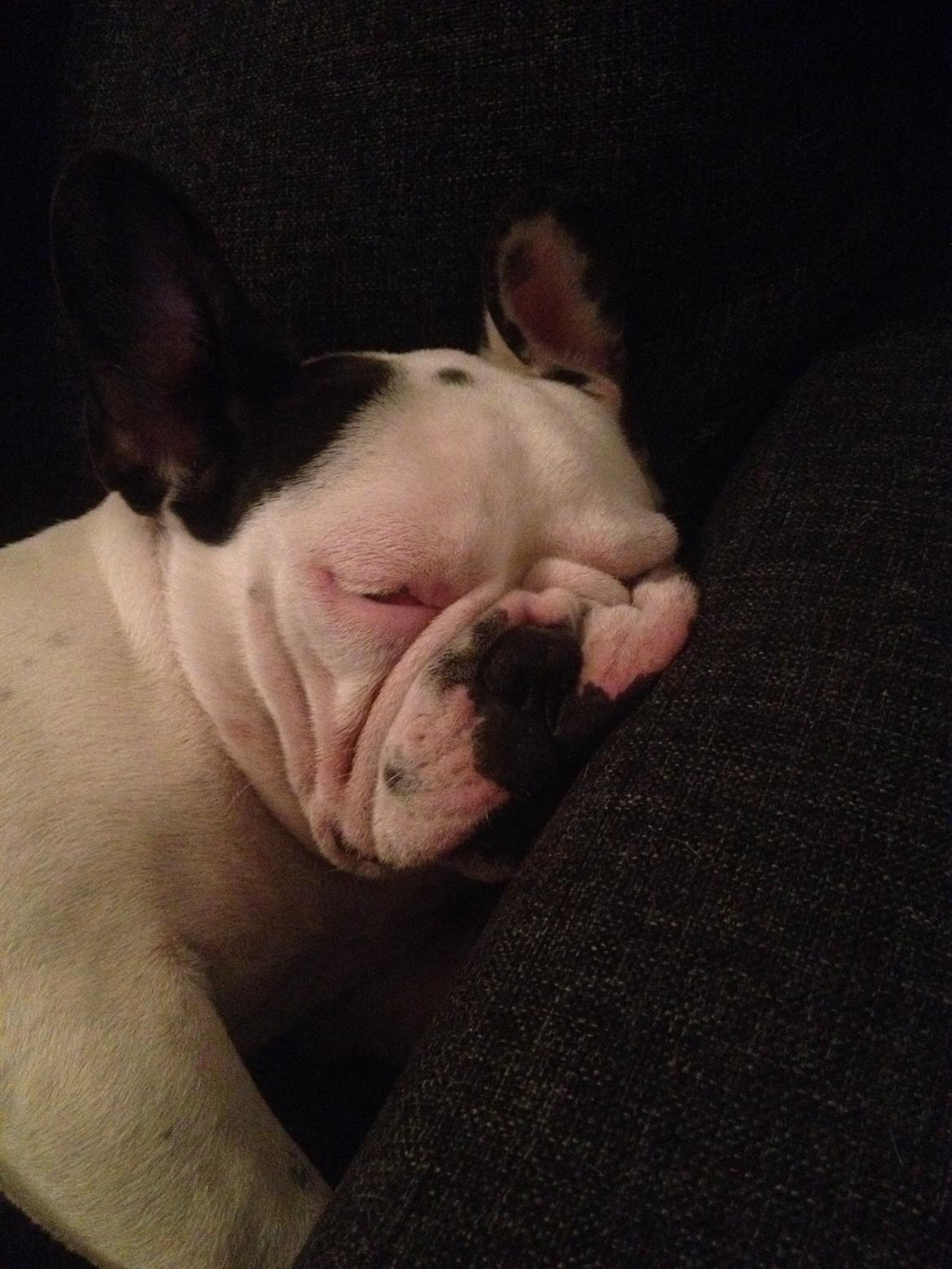 Fransk bulldog Ronja røver'datter billede 7