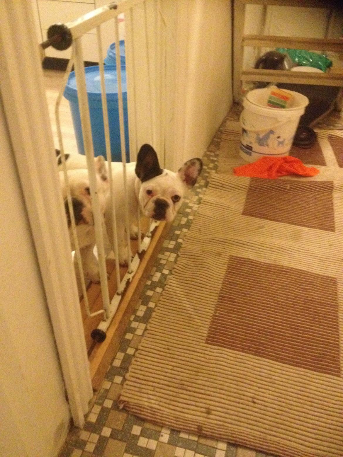 Fransk bulldog Ronja røver'datter billede 8