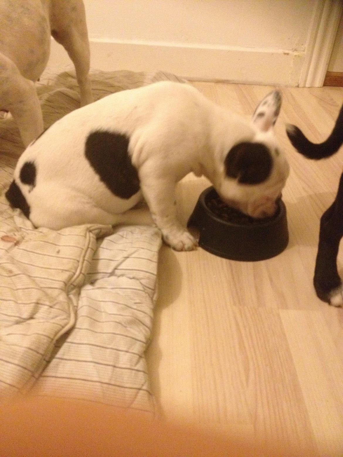 Fransk bulldog Ronja røver'datter billede 10