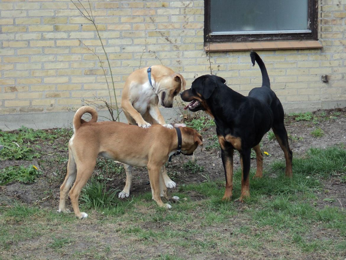 Blanding af racer ibber billede 19