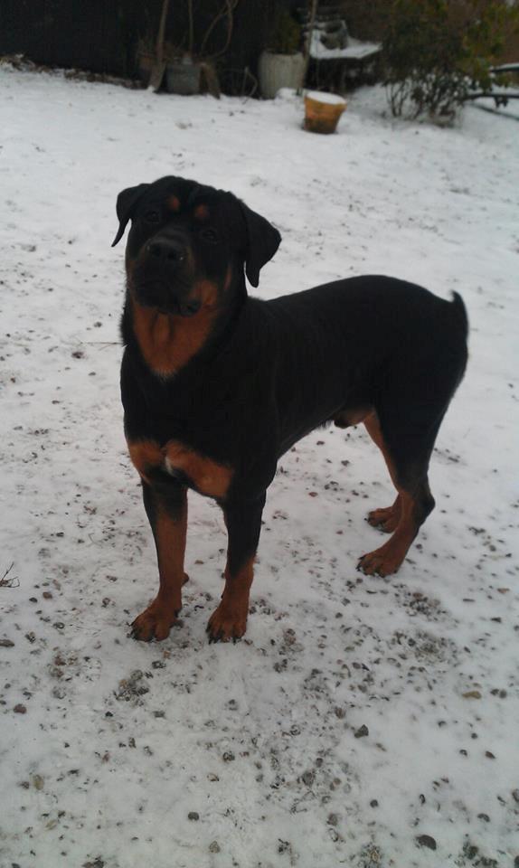 Blanding af racer ibber billede 20