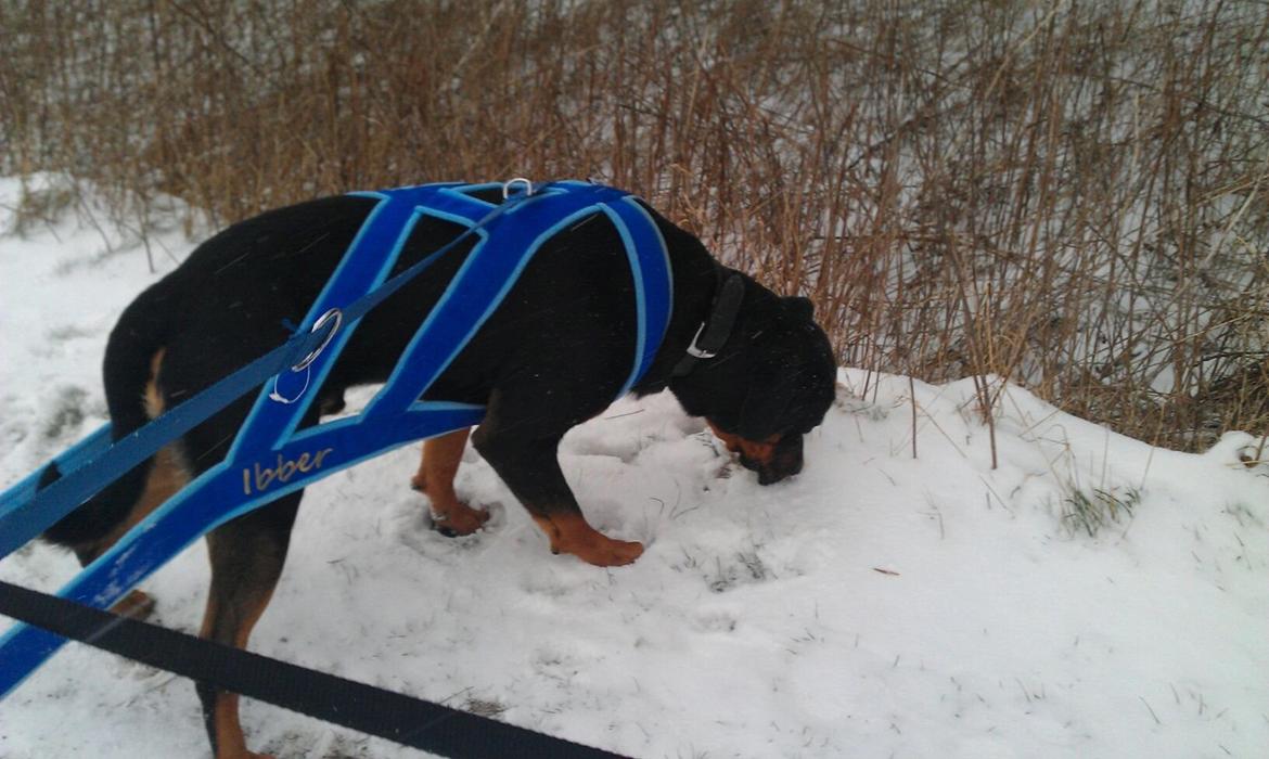 Blanding af racer ibber billede 22