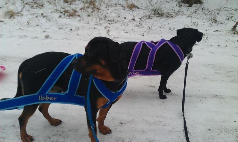 Blanding af racer ibber billede 23