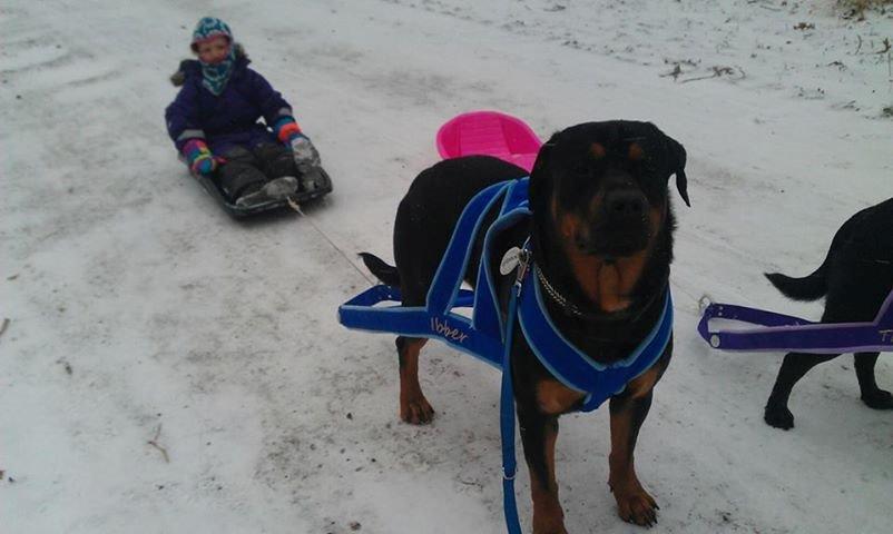 Blanding af racer ibber billede 24