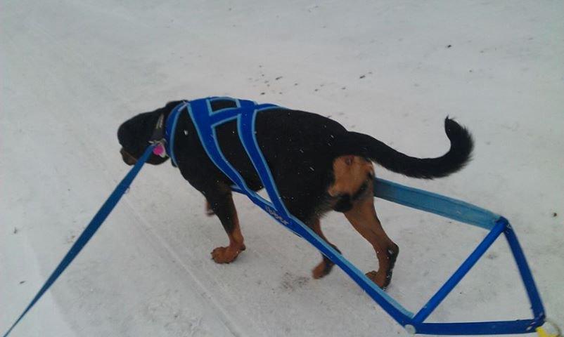 Blanding af racer ibber billede 25