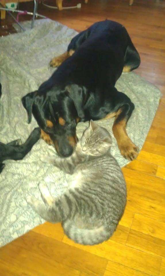 Blanding af racer ibber billede 26