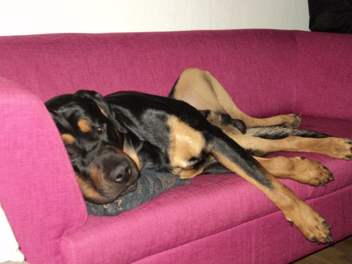 Blanding af racer ibber billede 27