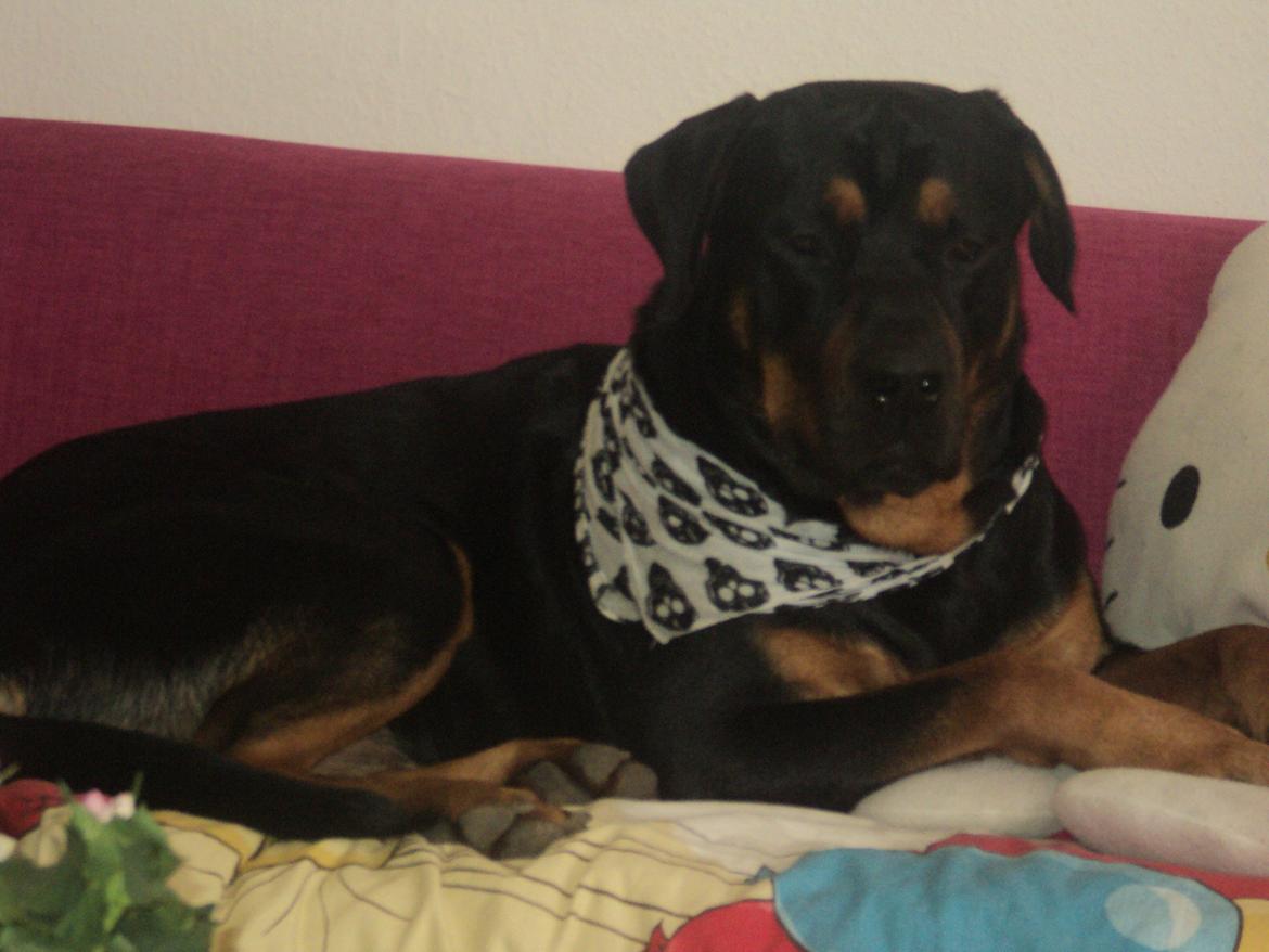 Blanding af racer ibber billede 28