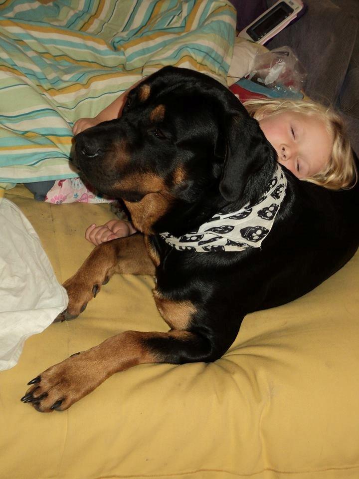 Blanding af racer ibber billede 21