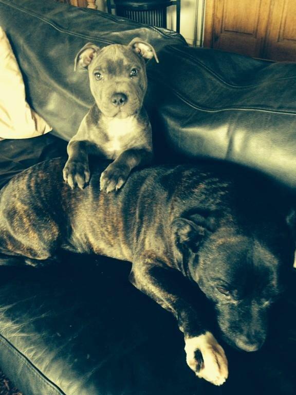 Staffordshire bull terrier Herman billede 9