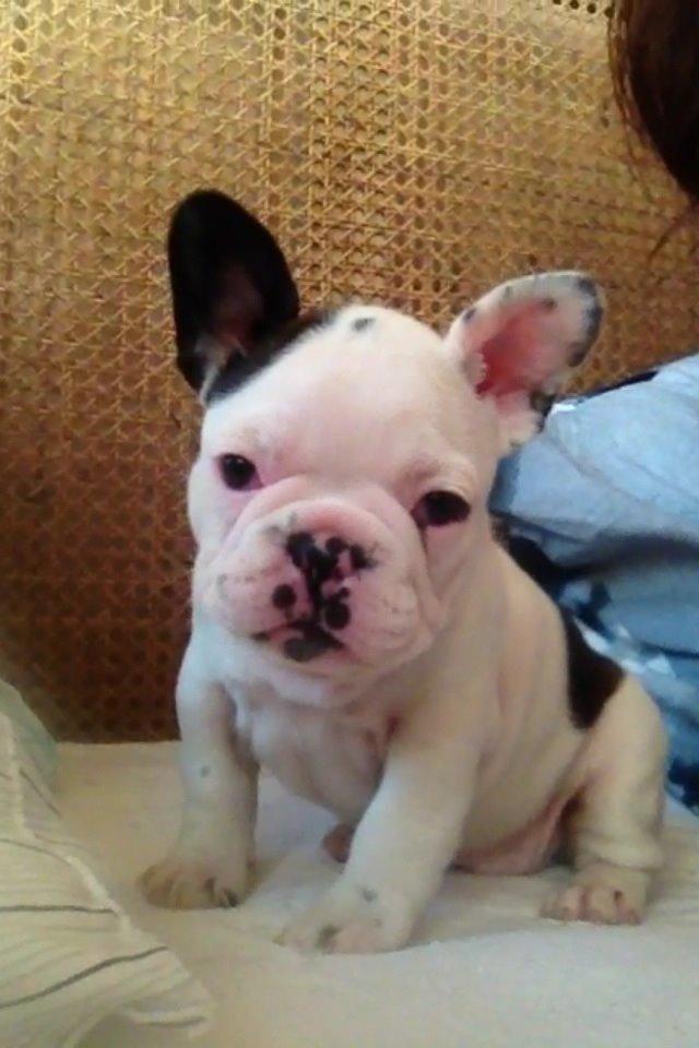 Fransk bulldog Ronja røver'datter billede 11