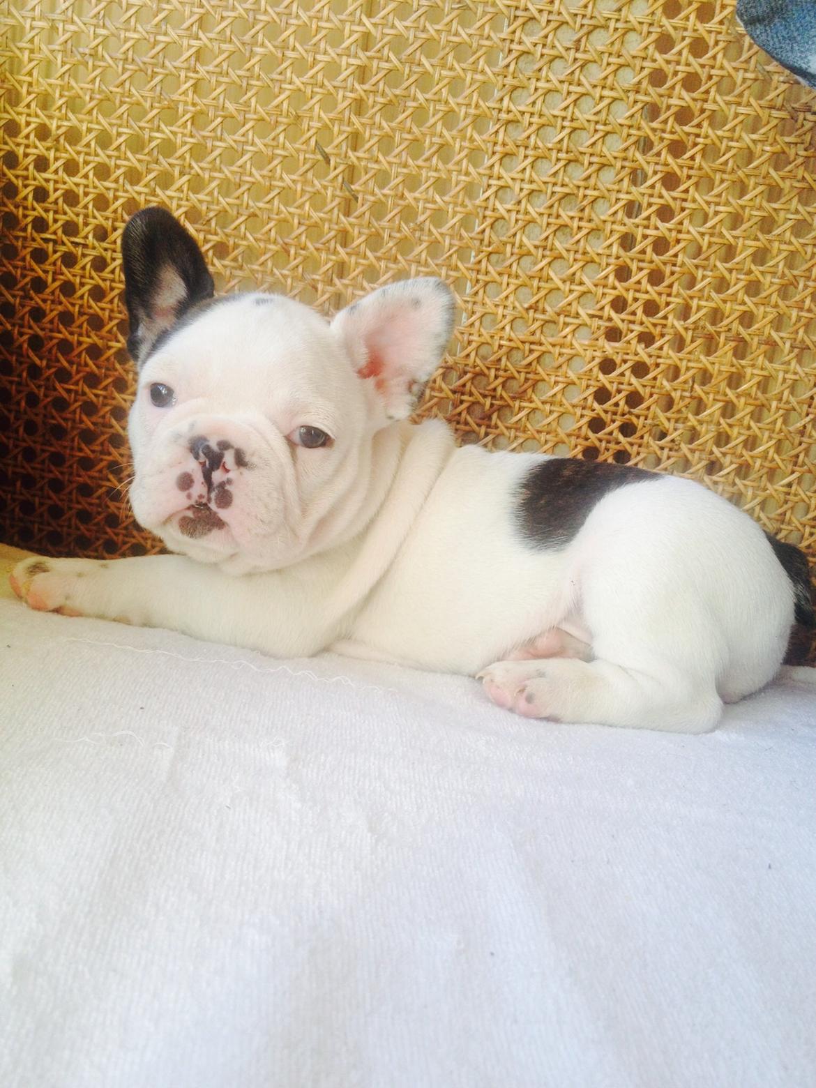 Fransk bulldog Ronja røver'datter billede 12