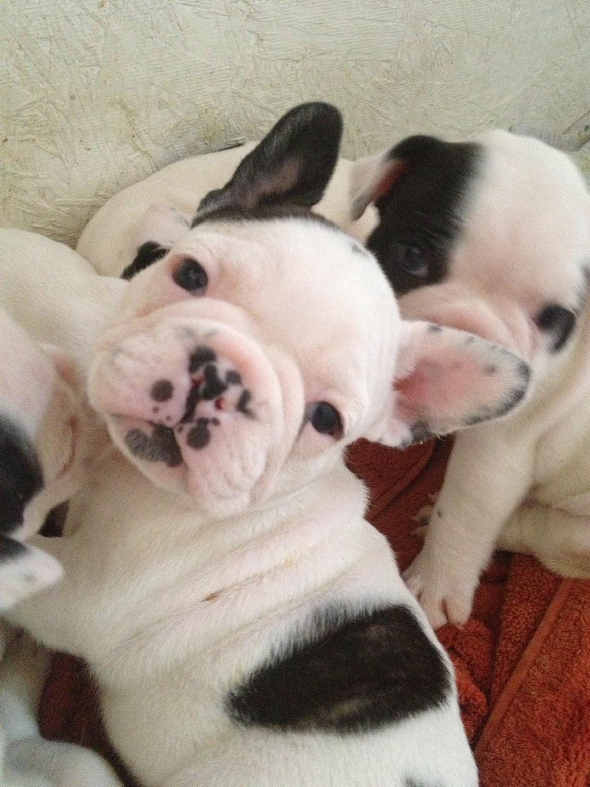 Fransk bulldog Ronja røver'datter billede 13