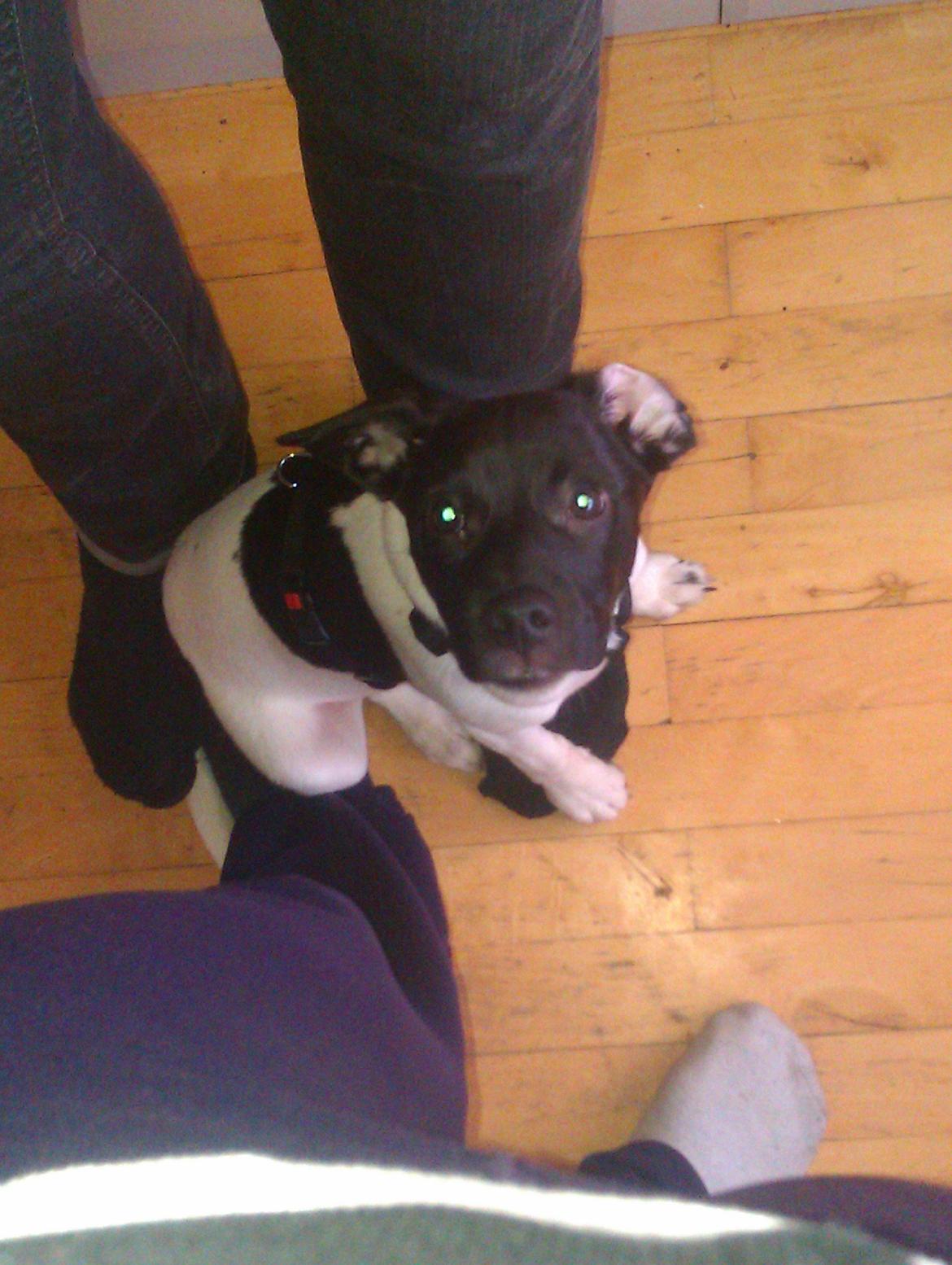 Dansk svensk gaardhund Hermann billede 9