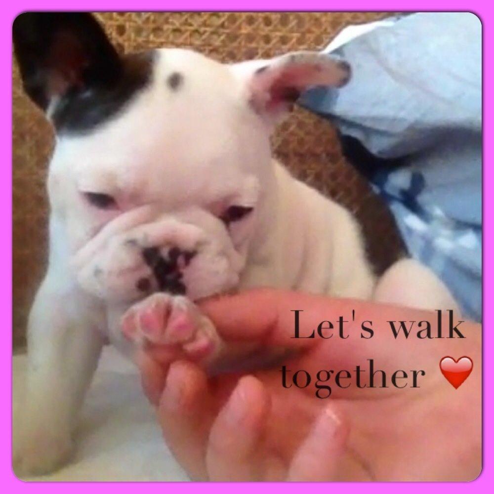 Fransk bulldog Ronja røver'datter billede 14