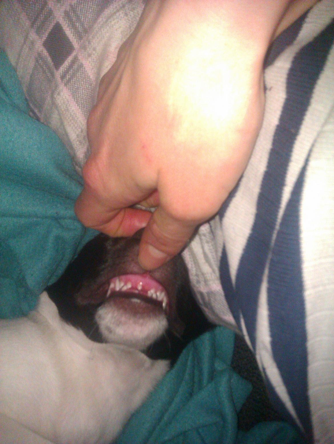 Dansk svensk gaardhund Hermann - Omkring 16 uger. Taber bisserne billede 8