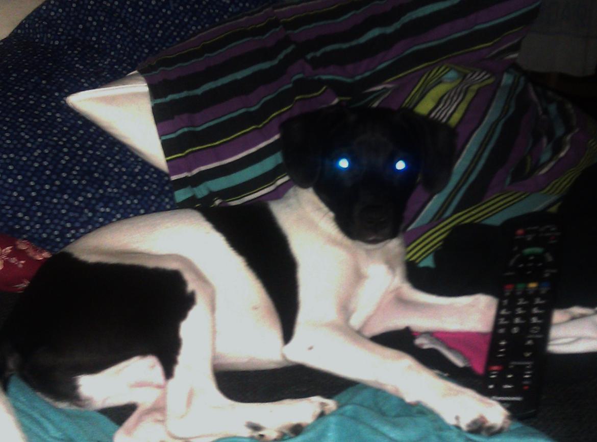 Dansk svensk gaardhund Hermann - 20 uger. Kongen har indtaget sin plads billede 10