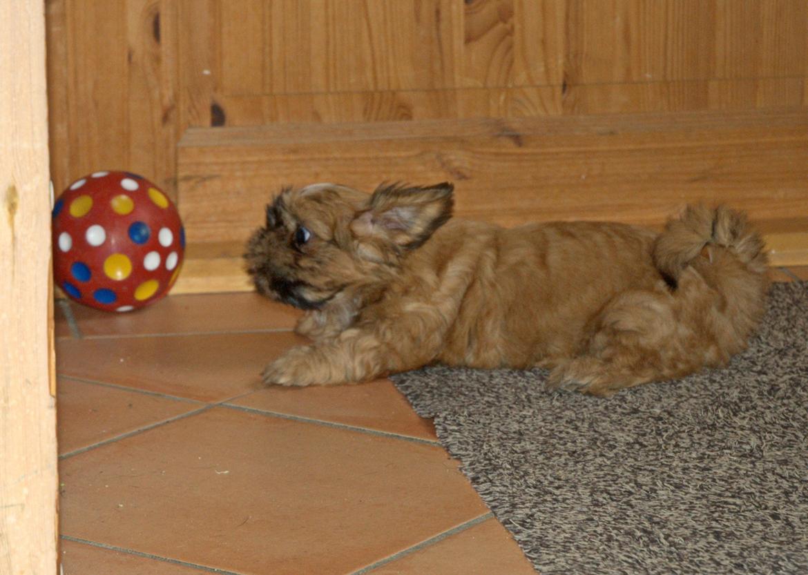 Shih tzu Fonvig's Phoebe billede 14