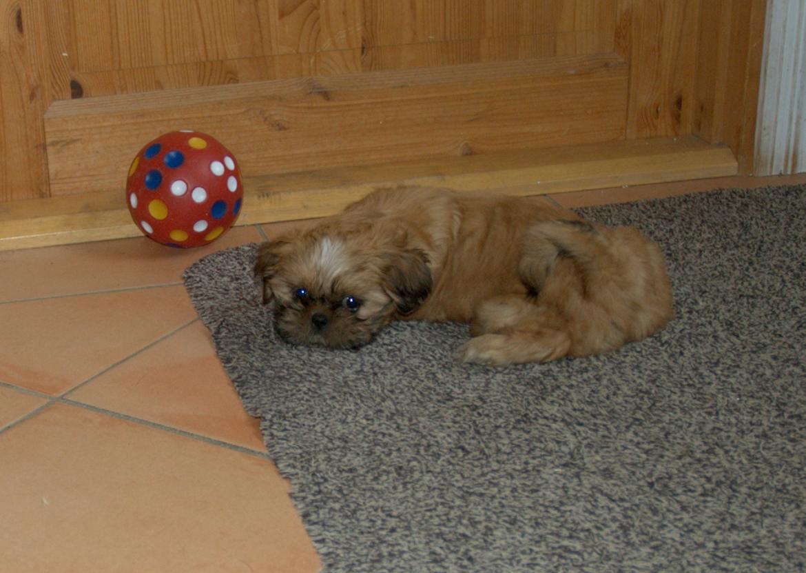 Shih tzu Fonvig's Phoebe billede 15