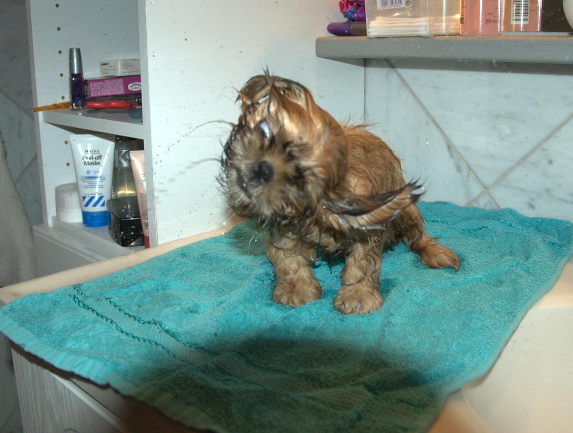 Shih tzu Fonvig's Phoebe billede 22