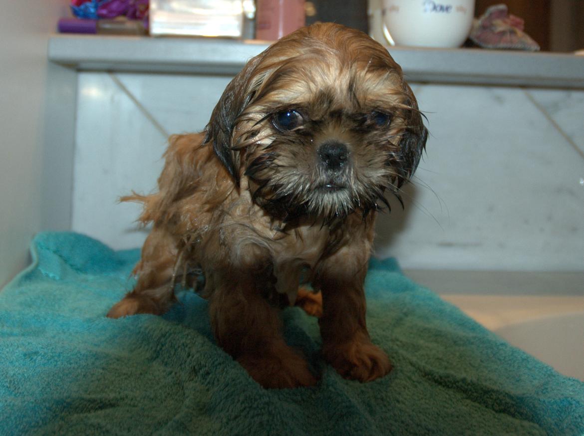 Shih tzu Fonvig's Phoebe billede 21