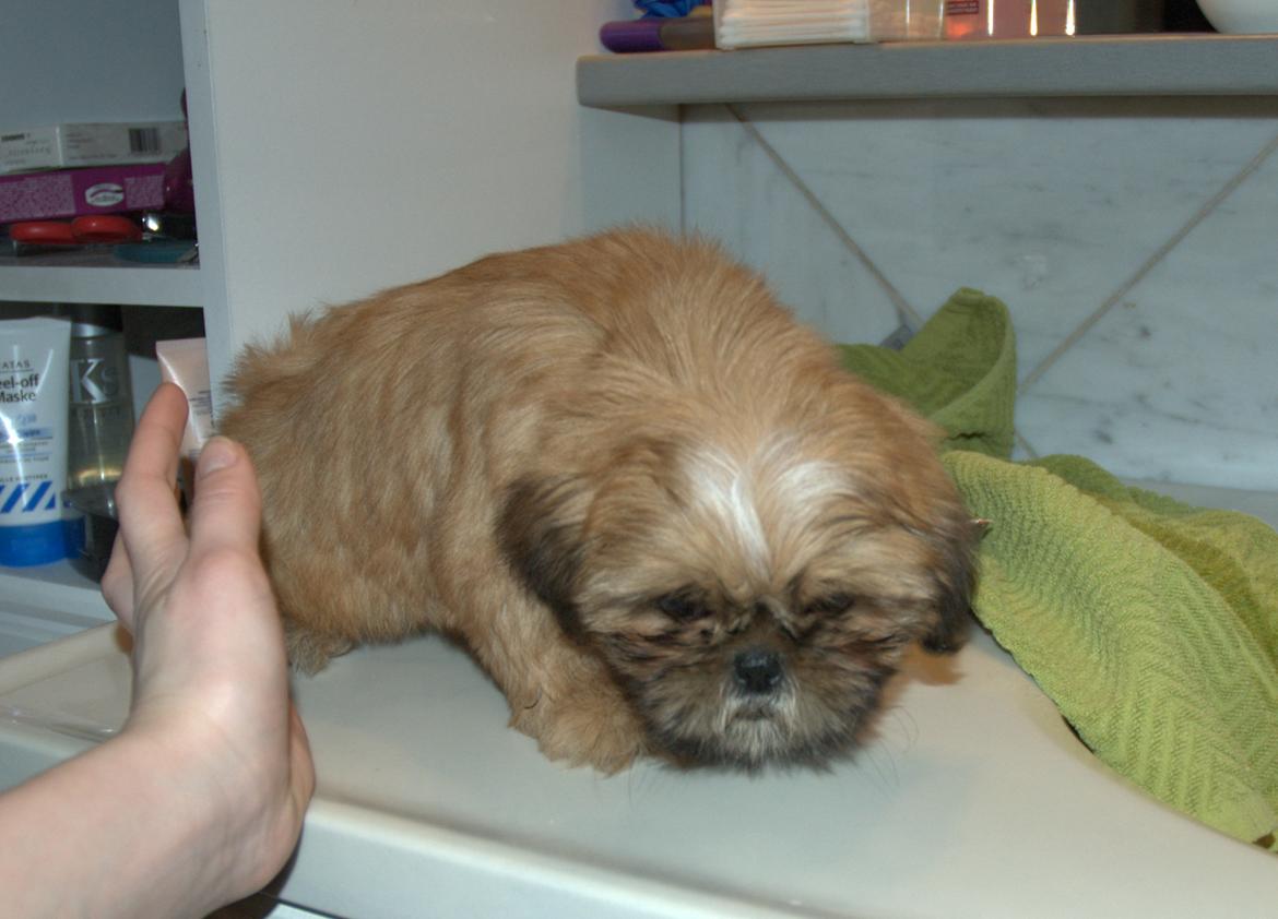 Shih tzu Fonvig's Phoebe billede 24